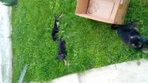 Pui Ciobănesc German (Câine Lup) – Rasa Pură, 6 săptămâni