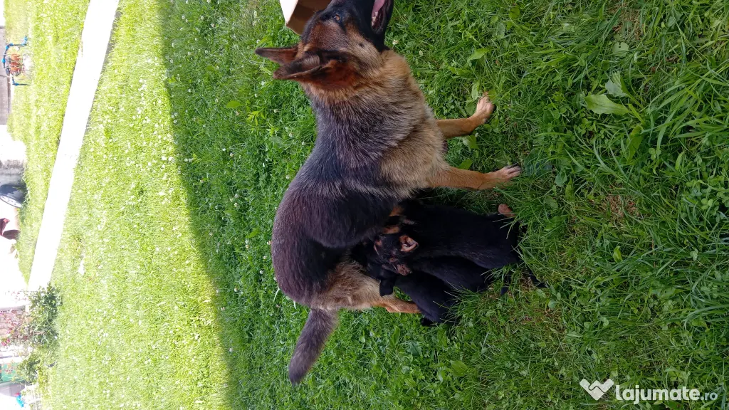 Pui Ciobănesc German (Câine Lup) – Rasa Pură, 6 săptămâni