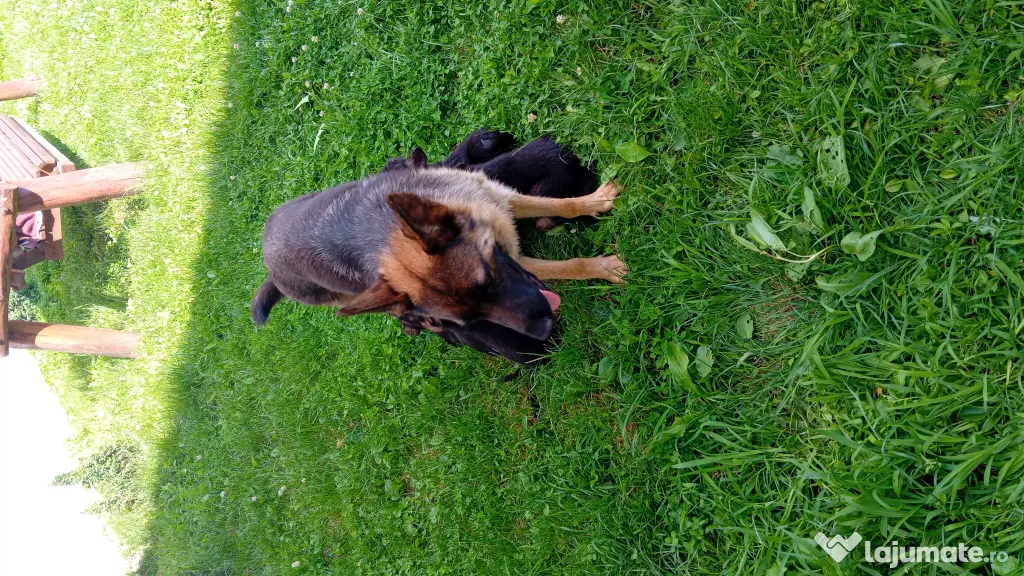Pui Ciobănesc German (Câine Lup) – Rasa Pură, 6 săptămâni