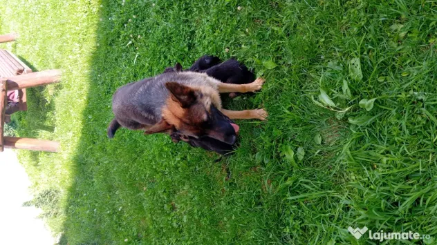 Pui Ciobănesc German (Câine Lup) – Rasa Pură, 6 săptămâni