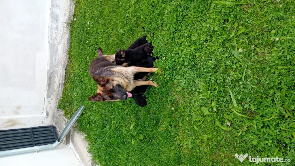 Pui Ciobănesc German (Câine Lup) – Rasa Pură, 6 săptămâni