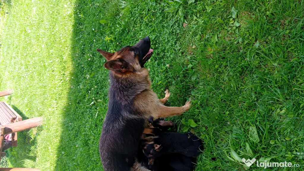 Pui Ciobănesc German (Câine Lup) – Rasa Pură, 6 săptămâni