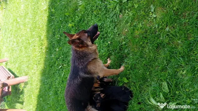 Pui Ciobănesc German (Câine Lup) – Rasa Pură, 6 săptămâni