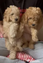 Pui mini poodle (pitic)