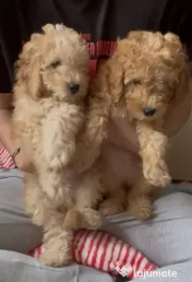 Pui mini poodle (pitic) 