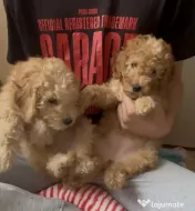 Pui mini poodle (pitic) 
