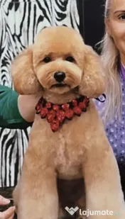 Pui mini poodle (pitic) 