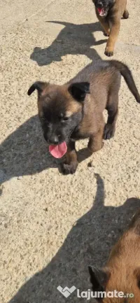 Ciobanesc Malinois 