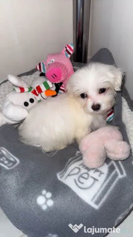 Catelusa bichon minitoy
