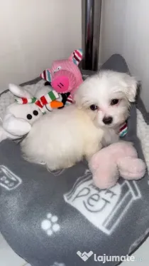 Catelusa bichon minitoy