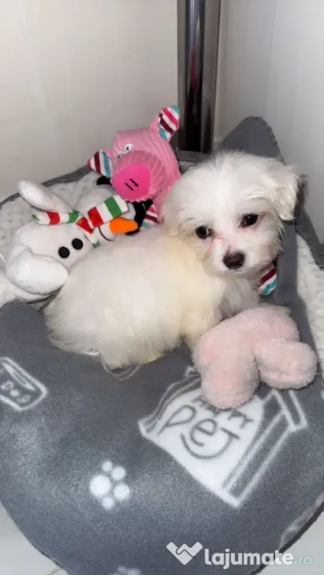 Catelusa bichon minitoy