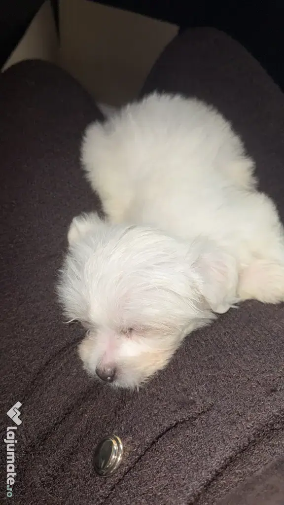 Catelusa bichon minitoy