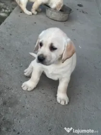 Labrador pui