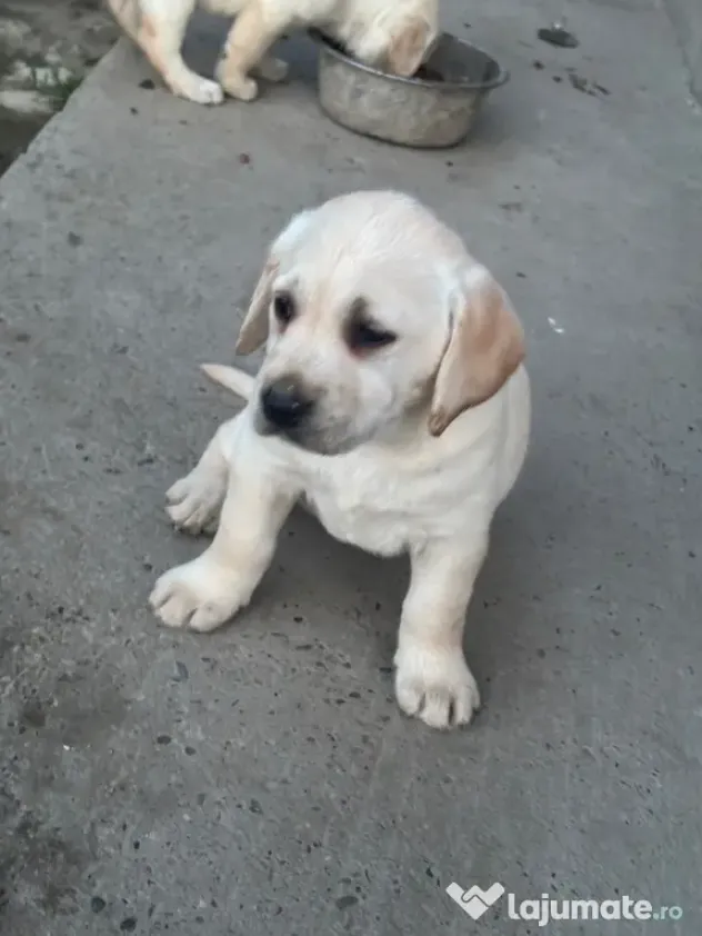 Labrador pui