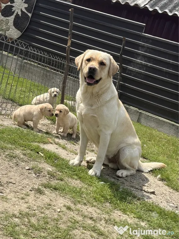 Labrador pui