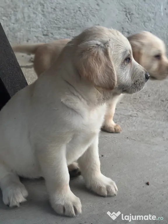 Labrador pui
