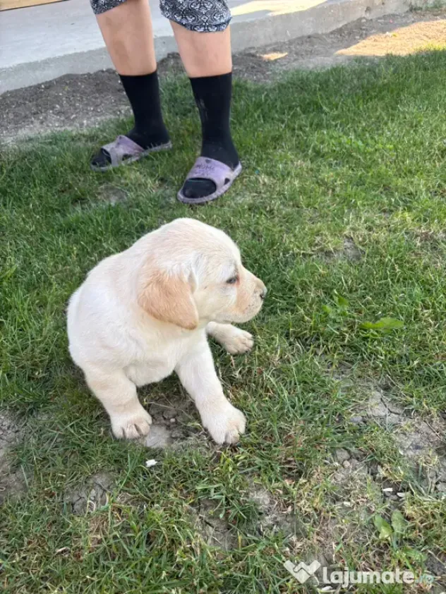 Labrador pui