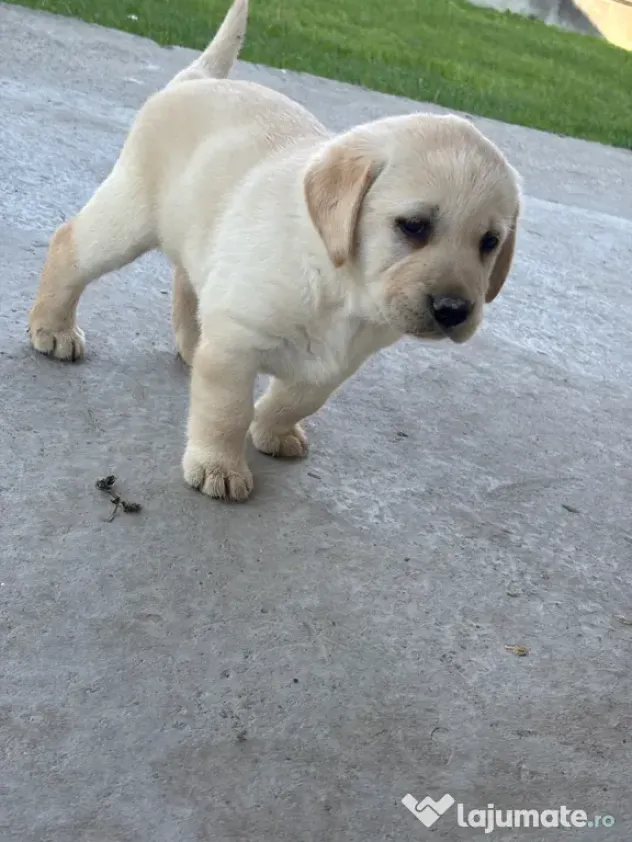 Labrador pui
