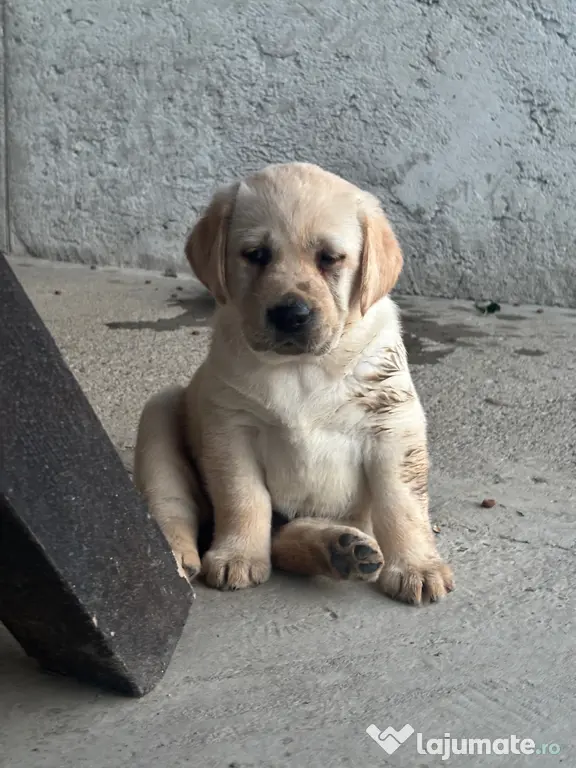 Labrador pui