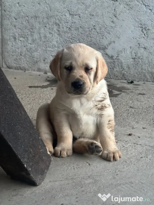 Labrador pui