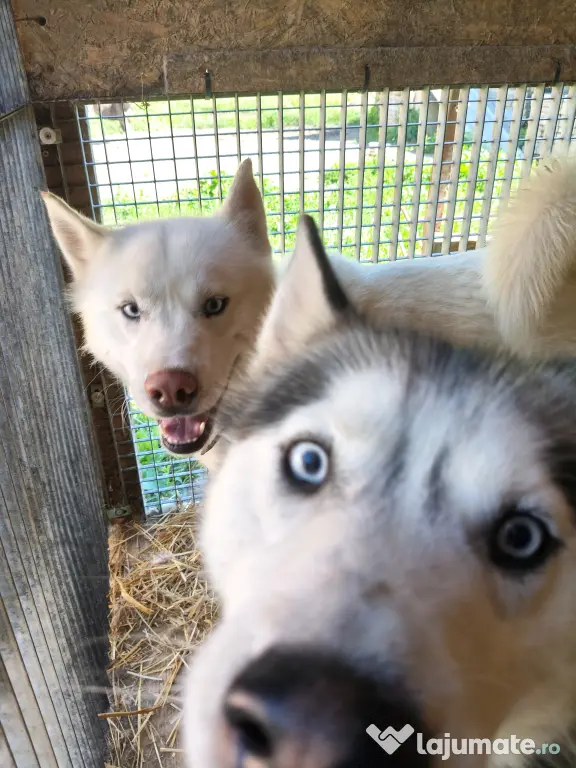 Câini husky vaccinați