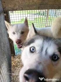 Câini husky vaccinați