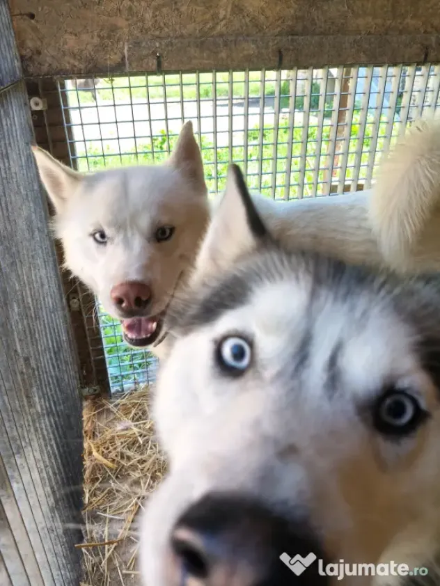 Câini husky vaccinați