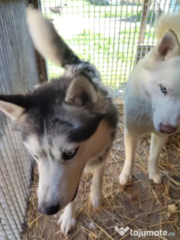 Câini husky vaccinați
