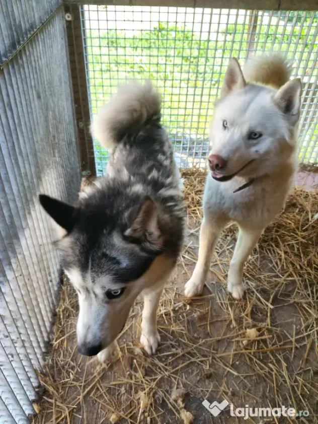 Câini husky vaccinați
