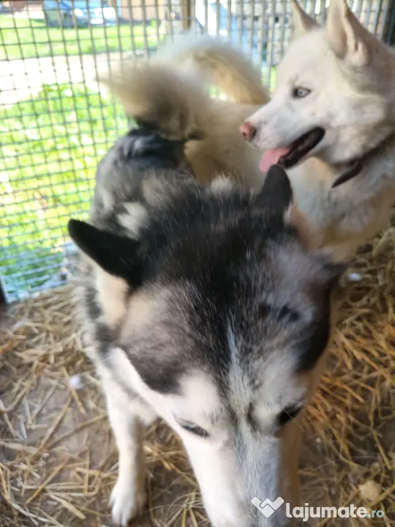 Câini husky vaccinați