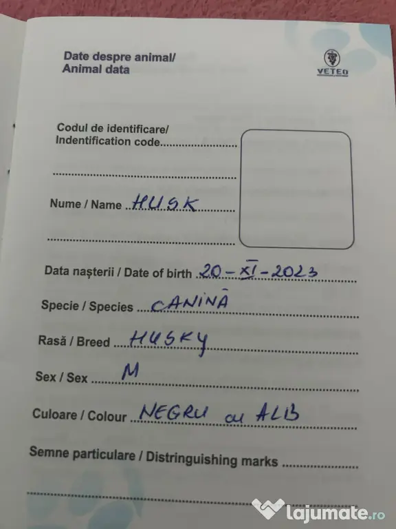 Câini husky vaccinați