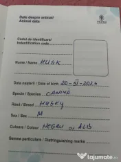 Câini husky vaccinați