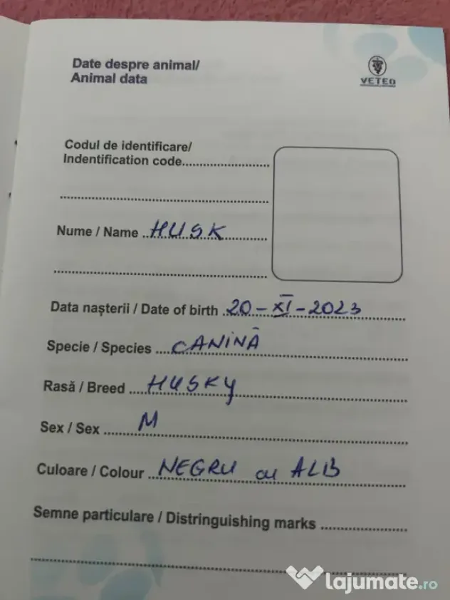 Câini husky vaccinați
