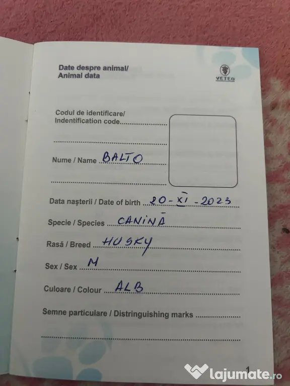 Câini husky vaccinați