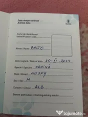 Câini husky vaccinați