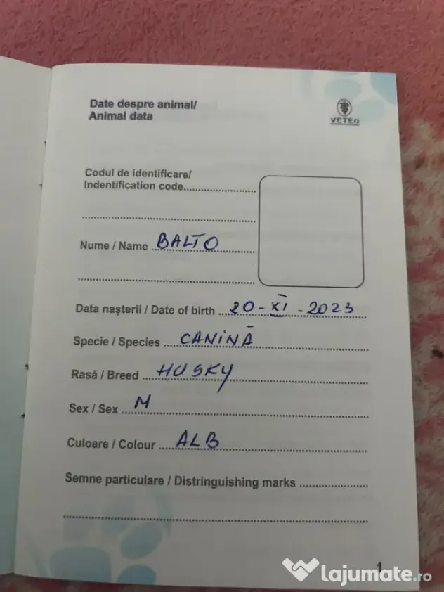 Câini husky vaccinați
