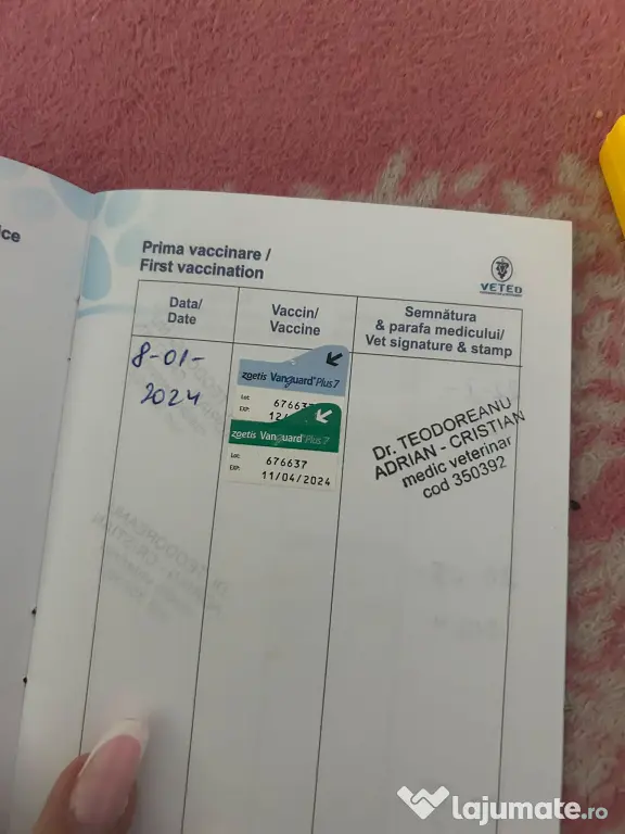 Câini husky vaccinați