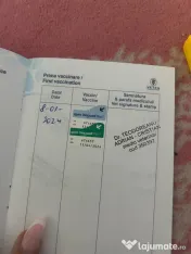 Câini husky vaccinați