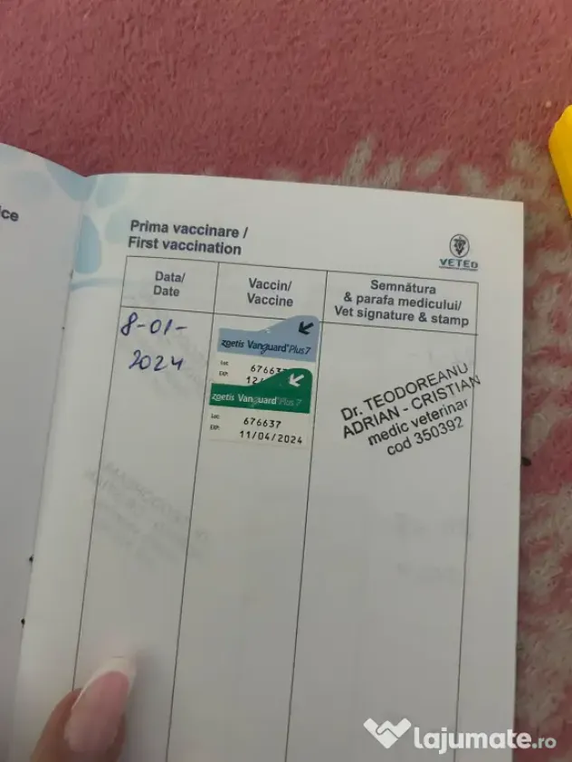 Câini husky vaccinați