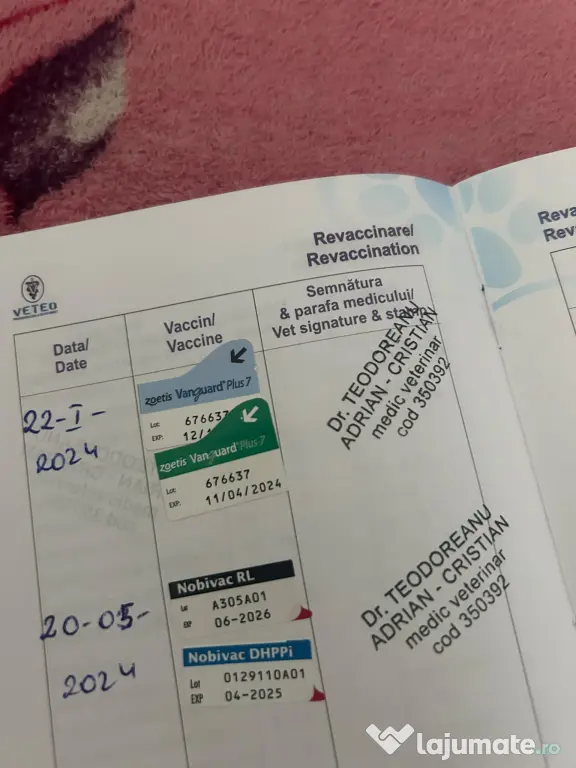 Câini husky vaccinați