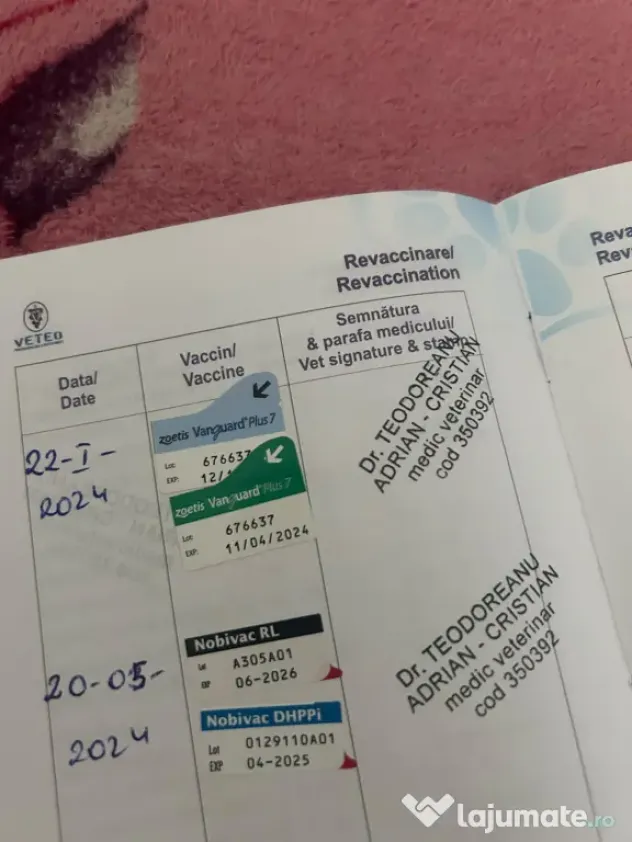 Câini husky vaccinați