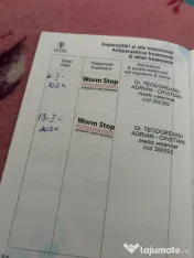Câini husky vaccinați