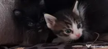 Pisicuțe și motănei gratis, pentru iubitorii de animale