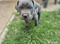Cane corso blue and black