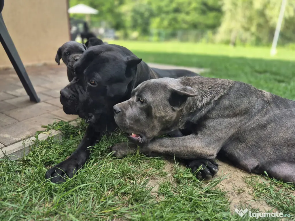 Cane corso blue and black