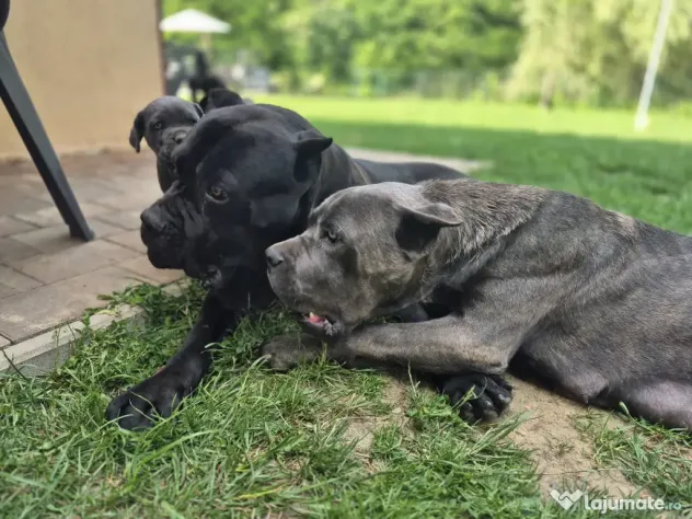 Cane corso blue and black