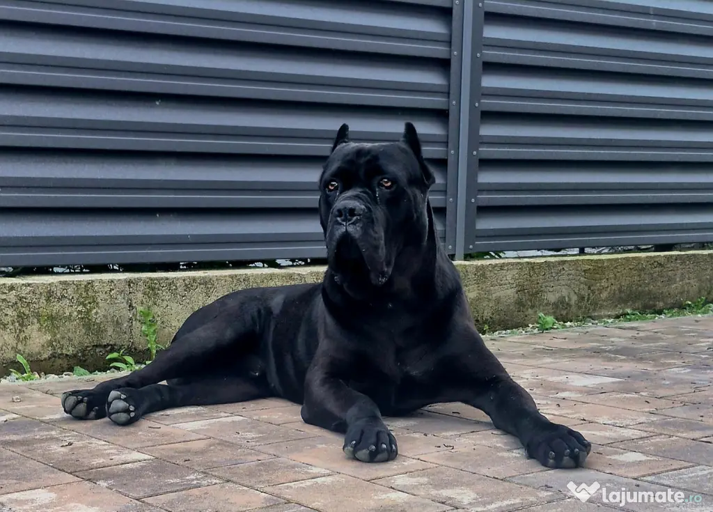 Cane corso blue and black