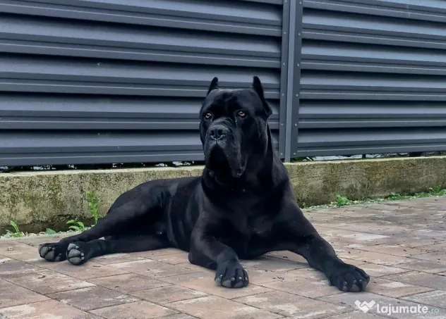 Cane corso blue and black