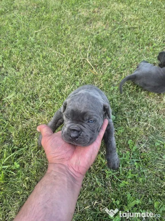 Cane corso blue and black