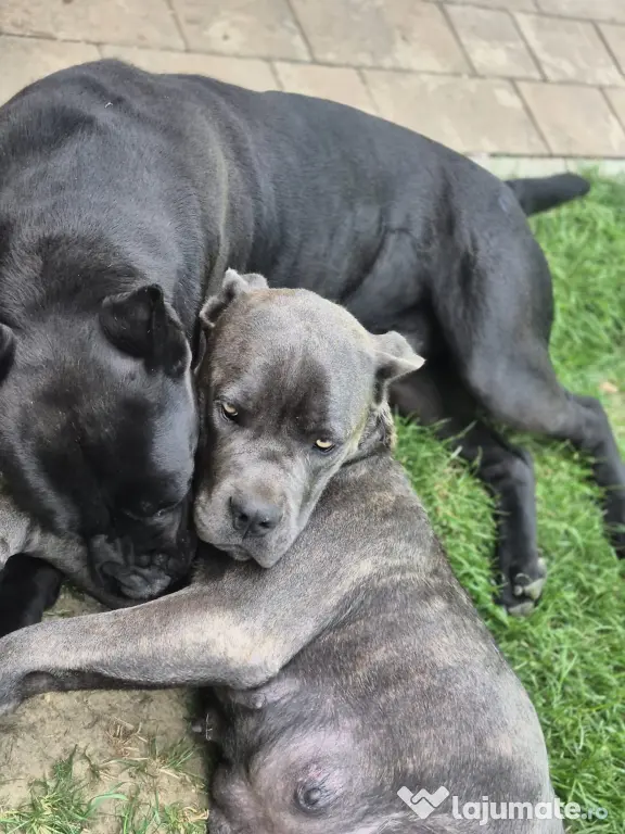 Cane corso blue and black